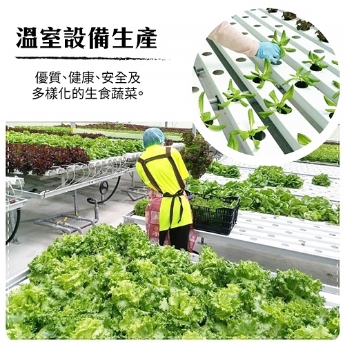 (任選12朵)【天天果園】台灣小農溫室萵苣-紅橡木萵苣(約80g)