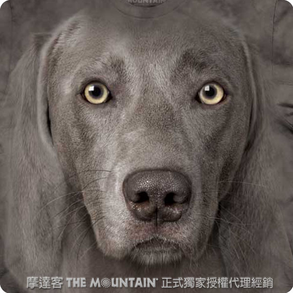 [摩達客]美國進口The Mountain威瑪獵犬臉T