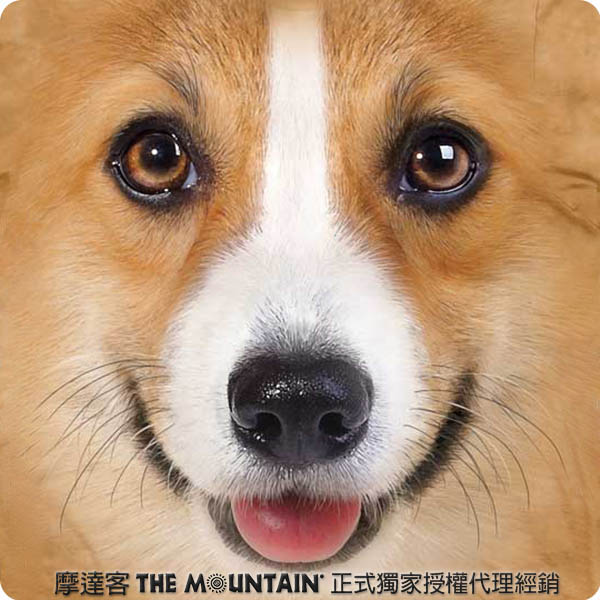 [摩達客]美國進口The Mountain柯基犬臉T