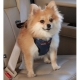 美國SOLVIT寵物介護 升級款豪華寵物車載安全帶S號 product thumbnail 1