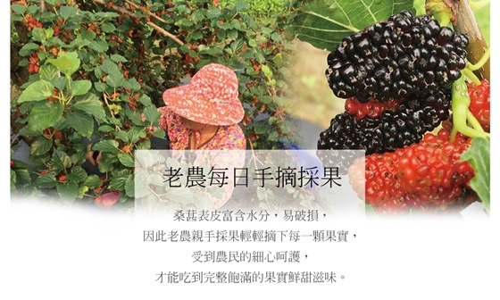 【老農手摘】天然野生桑葚果-產地直銷(500公克x3包)