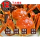 鄒頌 正宗江蘇飽滿大閘蟹 3.5兩±10%/隻 (12隻) product thumbnail 1