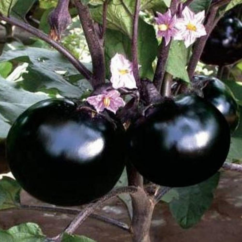 鄒頌 日本黑衛兵圓水果溫室茄子《10斤±10%》約12-26顆
