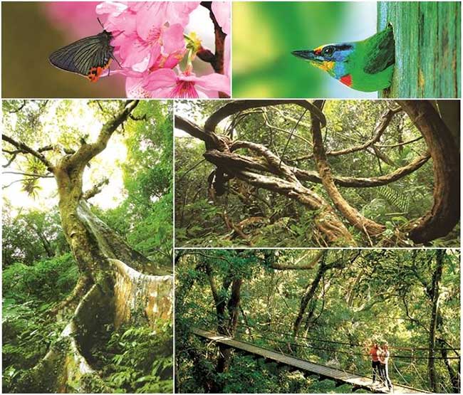 (三峽)大板根森林溫泉渡假村 雙人入園門票+露天溫泉SPA