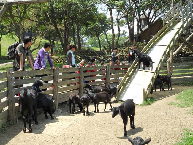 (苗栗)飛牛牧場 入園全票+彩繪肥牛DIY(2張)