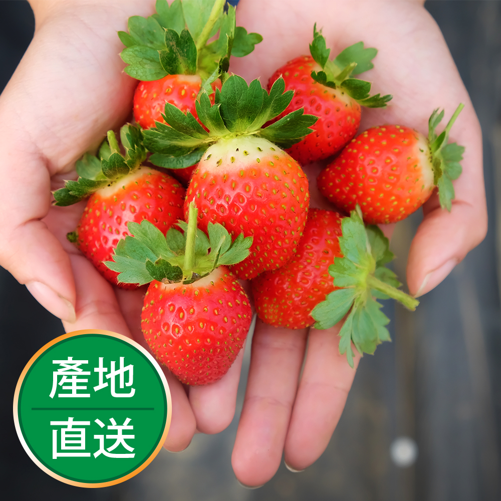 【果物配】特級草莓禮盒．有機栽種(多顆最划算/每箱40入)
