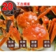 鄒頌 正宗江蘇飽滿大閘蟹 3.5兩±10%/隻 (20隻) product thumbnail 1