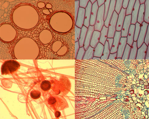 MICROSCOPE 1200X 中小學生操作 - 四用顯微鏡(附照明設備)