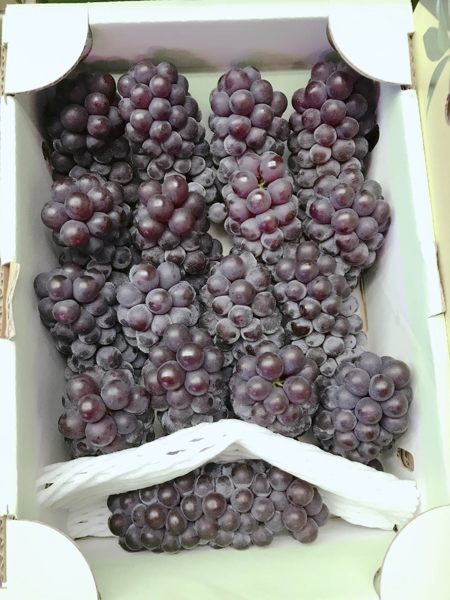 【天天果園】日本溫室珍珠葡萄 x1kg (約5~7串)
