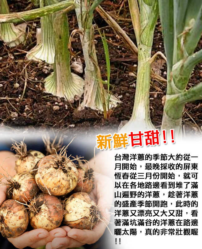 鮮採家 屏東特產新鮮洋蔥5台斤1箱