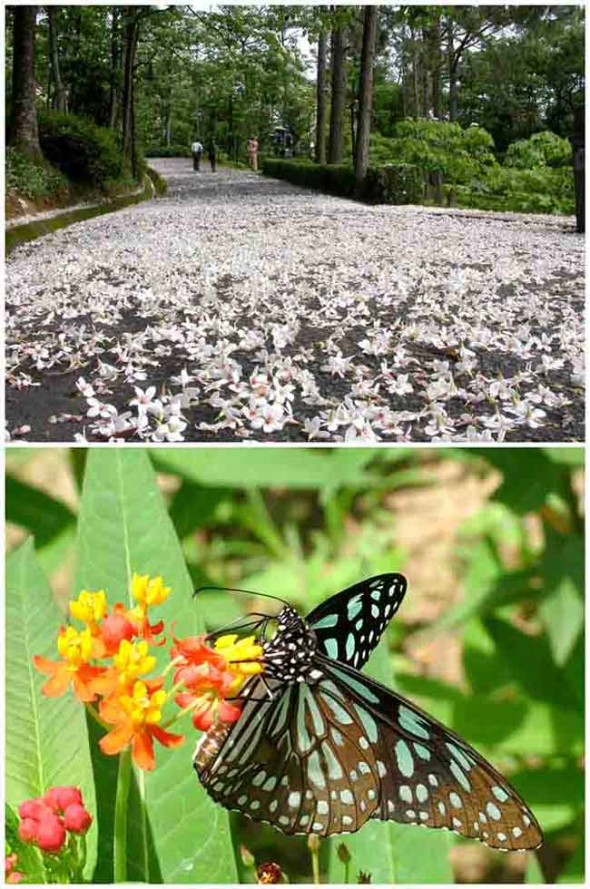 (三義)西湖渡假村 2大1小親子門票