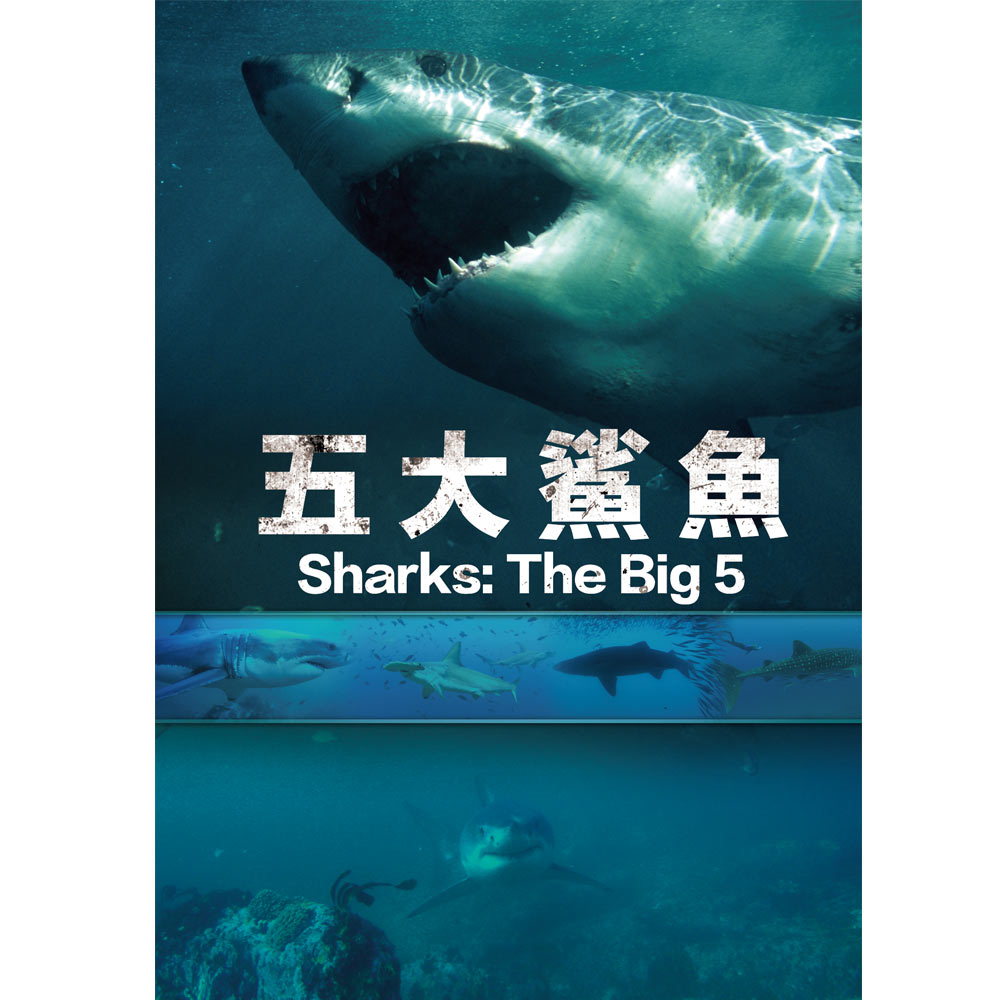 五大鯊魚 DVD