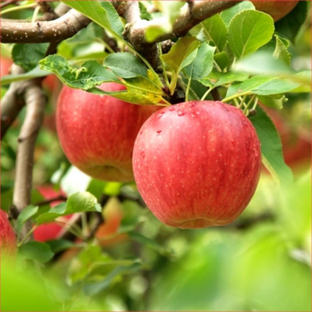(999元任選)果之蔬 紐西蘭蜜甜富士蘋果(單顆入/每顆170克±10%)