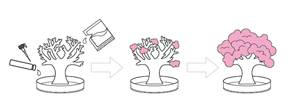 賽先生科學 魔法櫻花(小/10cm)-獨家櫻花香