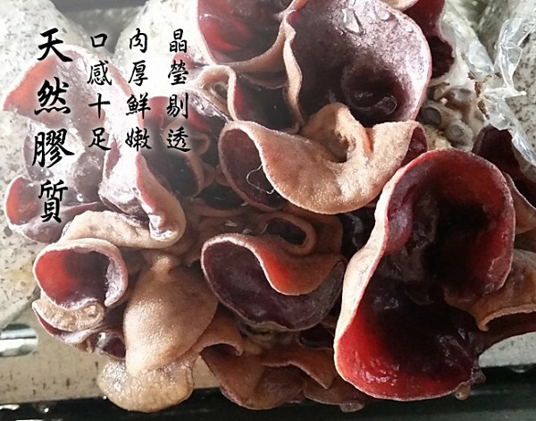 鮮採家 溫室無毒新鮮黑木耳12入組(600g/包)