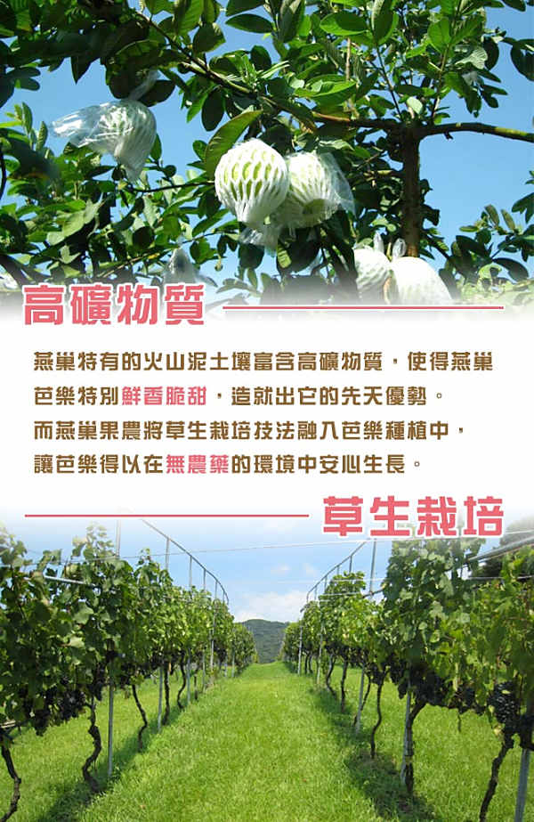 鮮採家 燕巢草生栽培紅心芭樂3台斤(1箱/約3-5顆)