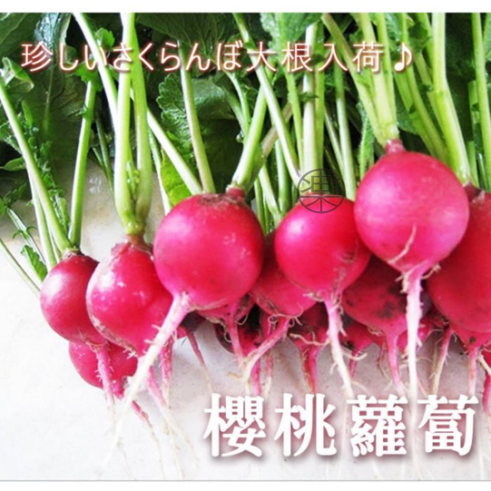 【果之蔬】台灣小巧櫻桃蘿蔔250克(四盒組)