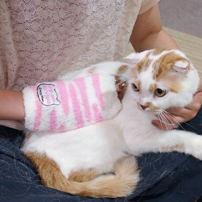 日本CattyMan 貓用按摩梳理手套