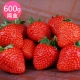 鄒頌 日本福岡草莓 600g/盒 (約12~18顆)  兩盒入 product thumbnail 1