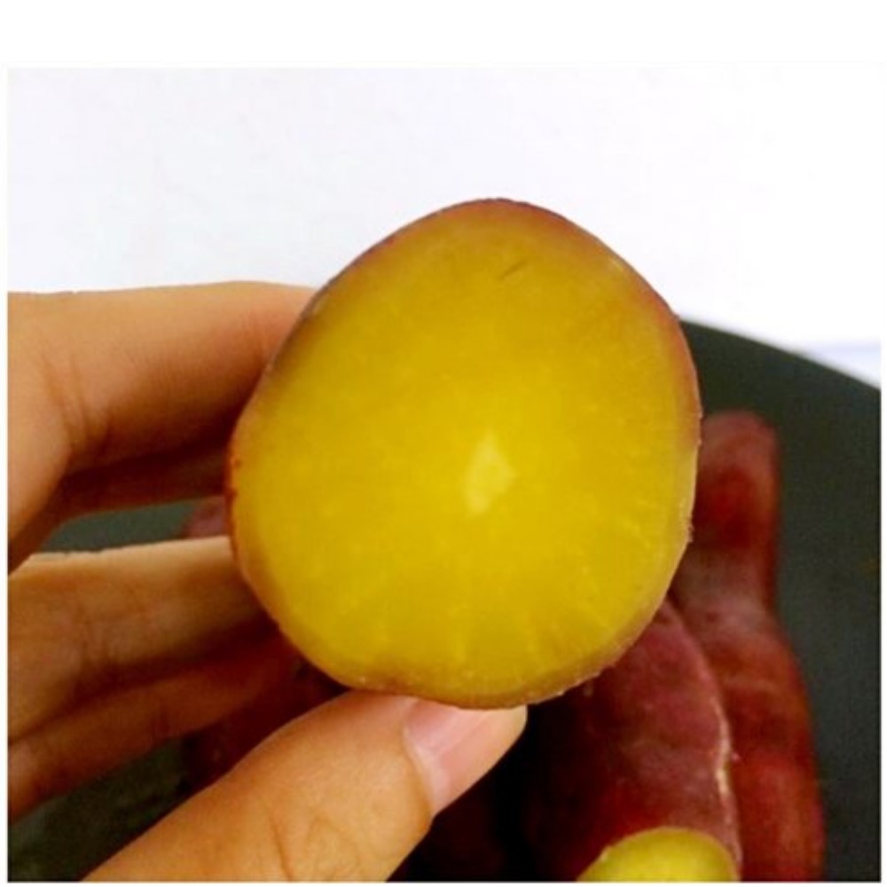鄒頌 新鮮紅栗薯 約250g±5%/包 (十包組)