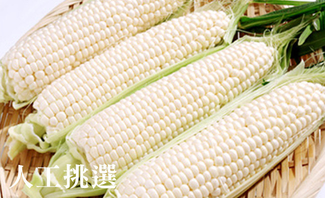 鮮採家 香Q糯米玉米3台斤1箱(約6-10支)