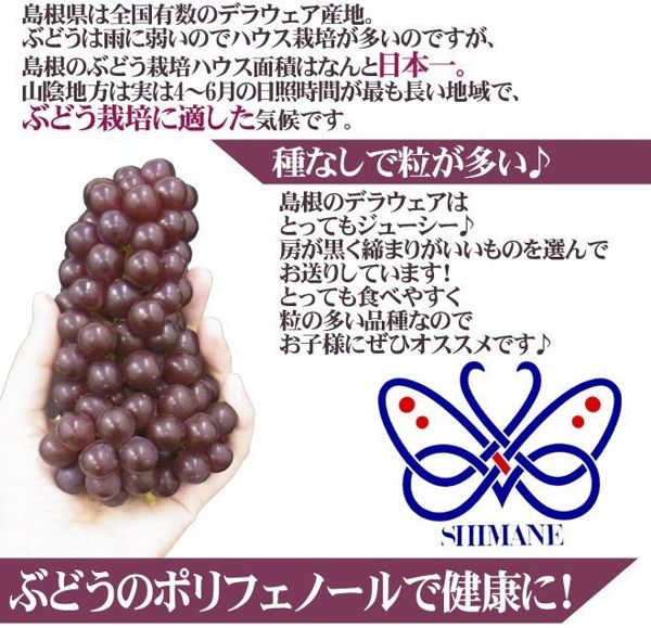 【天天果園】日本溫室珍珠葡萄 x1kg (約5~7串)