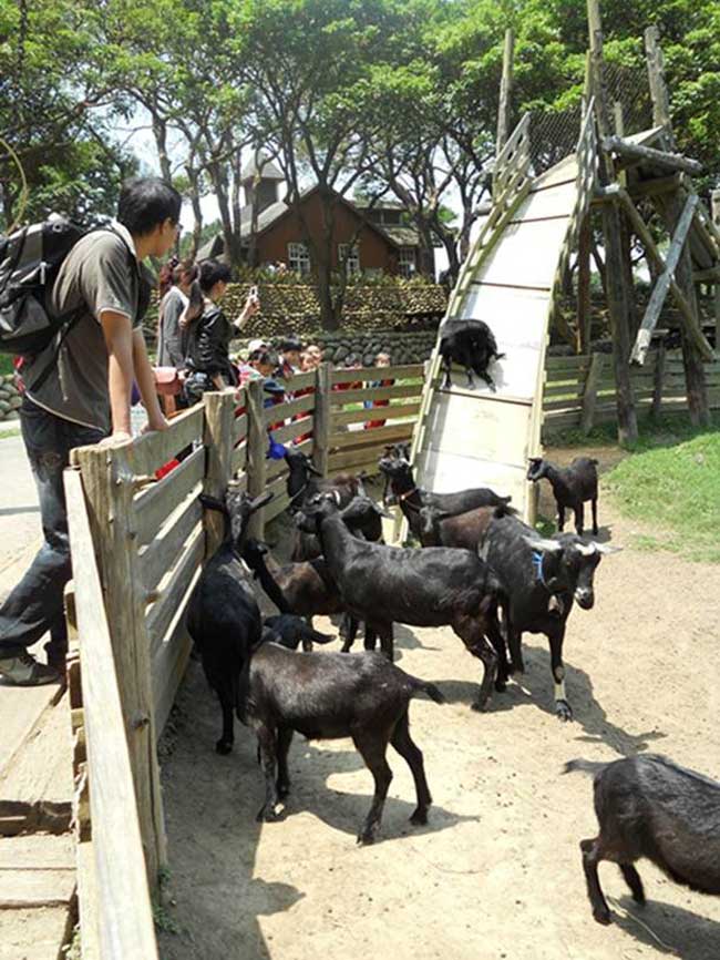 (苗栗)飛牛牧場 單人入園全票+飛牛白布丁壹組