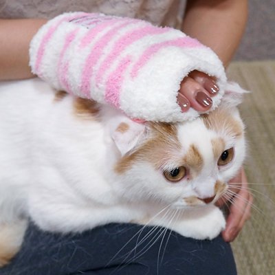 日本CattyMan 貓用按摩梳理手套