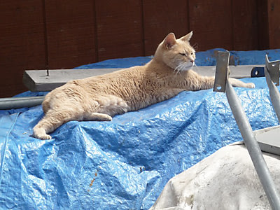 Ein Kater als Bürgermeister